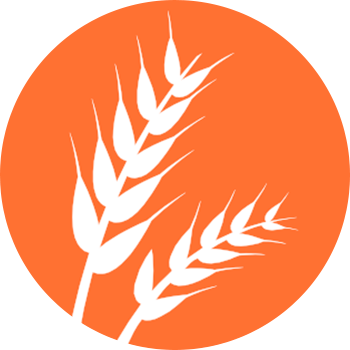 gluten