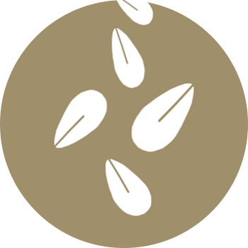 sesamo